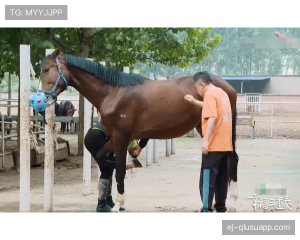 富里睡醒发现自家马场又多了一匹新马，账单还没看人先懵了
